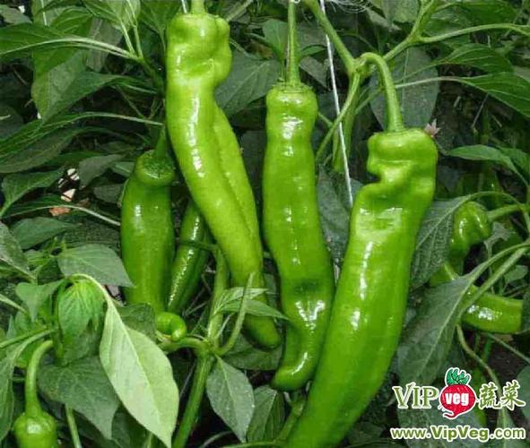 山東濰坊壽光_供應(yīng)無公害辣椒_辣椒價格行情(產(chǎn)地)_vip蔬菜網(wǎng)