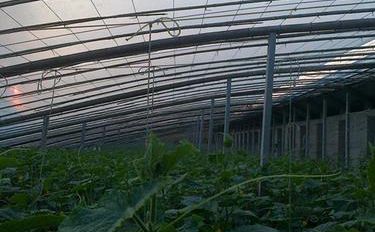 陽臺上可以種什么菜