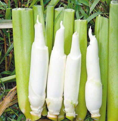 長在水里的一種&ldquo;蔬菜&rdquo;,農(nóng)村人吃不完,運到城里賣16元一斤