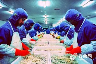 3年財政支持資金逾千萬 壽光將這樣打造綠色農(nóng)業(yè)&ldquo;金字招牌&rdquo;